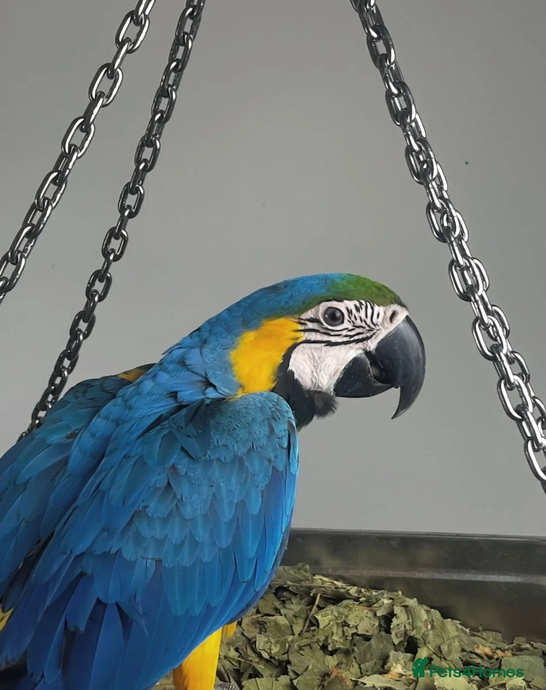 Macaws birds for sale: Blue and gold baby macaws  - Advert 2