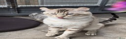Keetso cats for sale: Gorgeous polydactyl curled eared boy  - Advert 9
