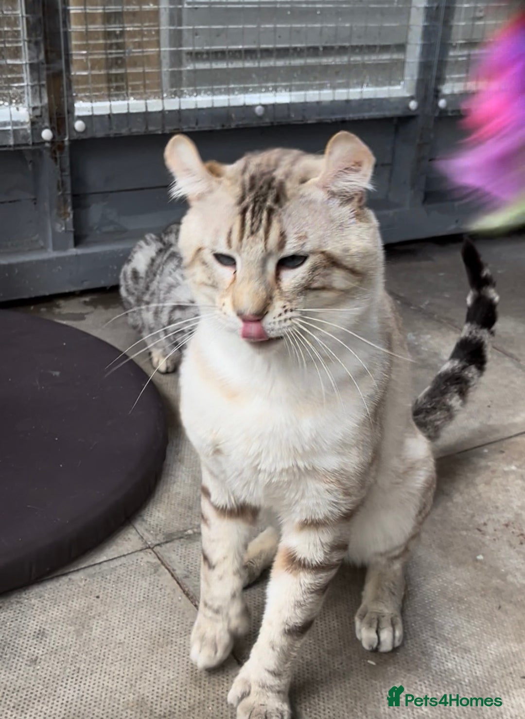 Keetso cats for sale: Gorgeous polydactyl curled eared boy  - Advert 9