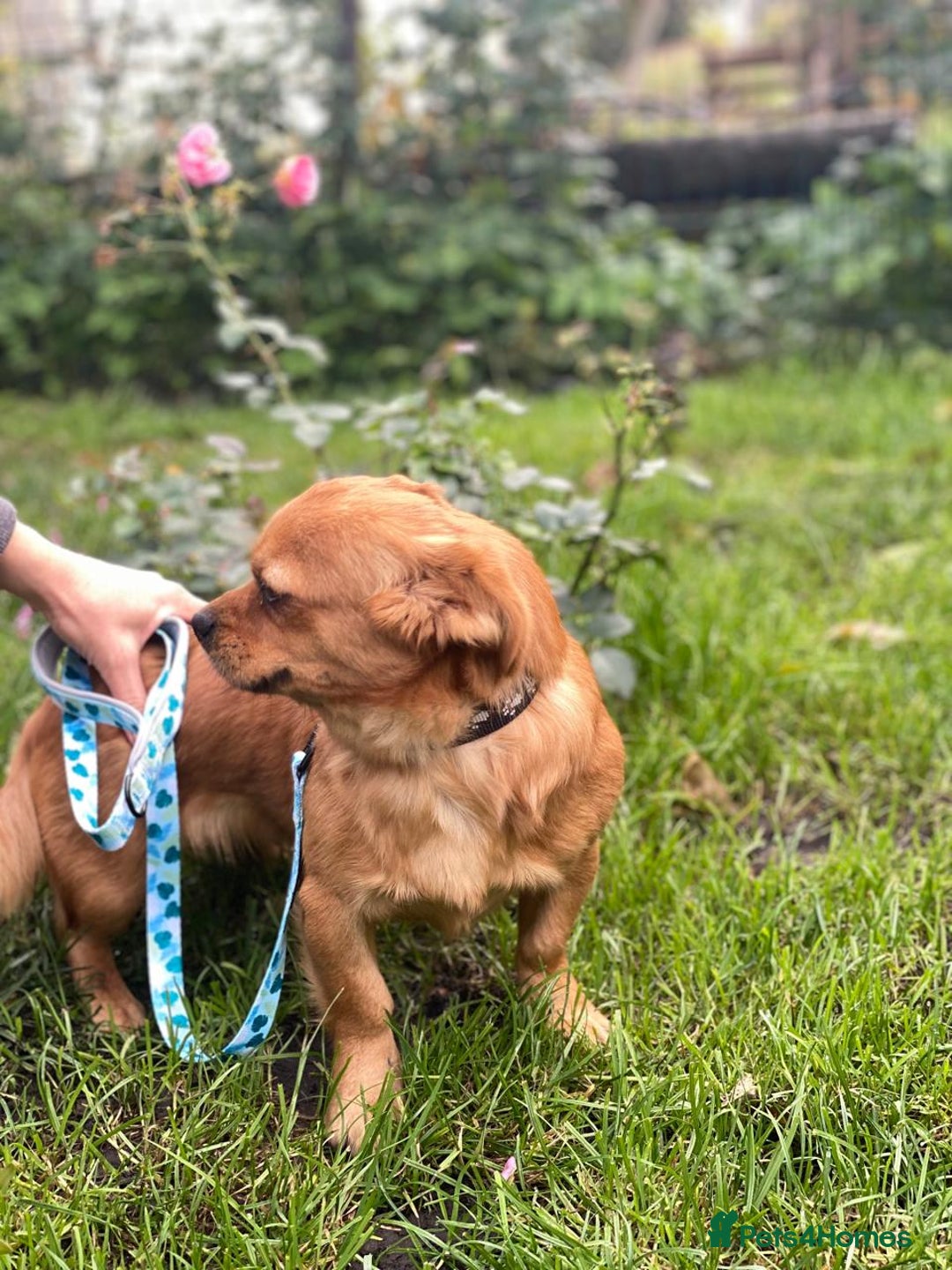 Mixed Breed dogs for adoption: 🐶💖 LIYA 💖🐶 - Image 12