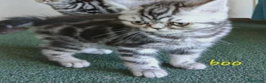 British Shorthair  Boo