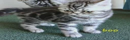 British Shorthair cats for sale: Bsh. Silver Classic Tabby . - Advert 8