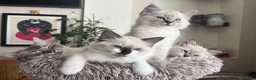 Ragdoll cats for sale: Cute and friendly fluffy Ragdoll kittens - Advert 6