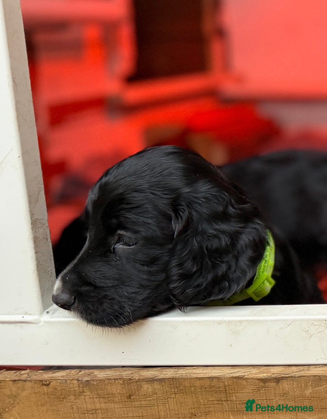 Cocker Spaniel dogs for sale: KC REG Cocker Spaniels - Image 5