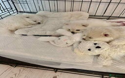Pomeranian dogs for sale: Adorable White Teddy-Bear Pom Puppies! - Image 20
