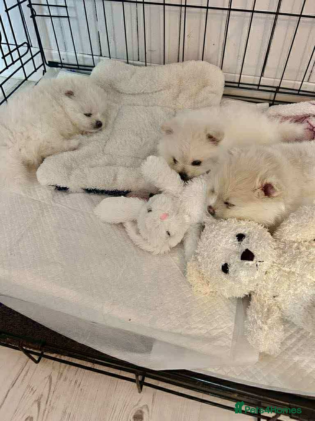 Pomeranian dogs for sale: Adorable White Teddy-Bear Pom Puppies! - Image 20