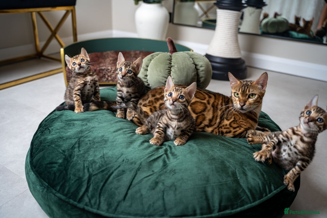 Bengal cats for sale: TICA-Certified Bengal Kittens, Show Quality - Image 11