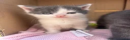 Domestic Shorthair cats for sale: 3 perfect moggys - Advert 2