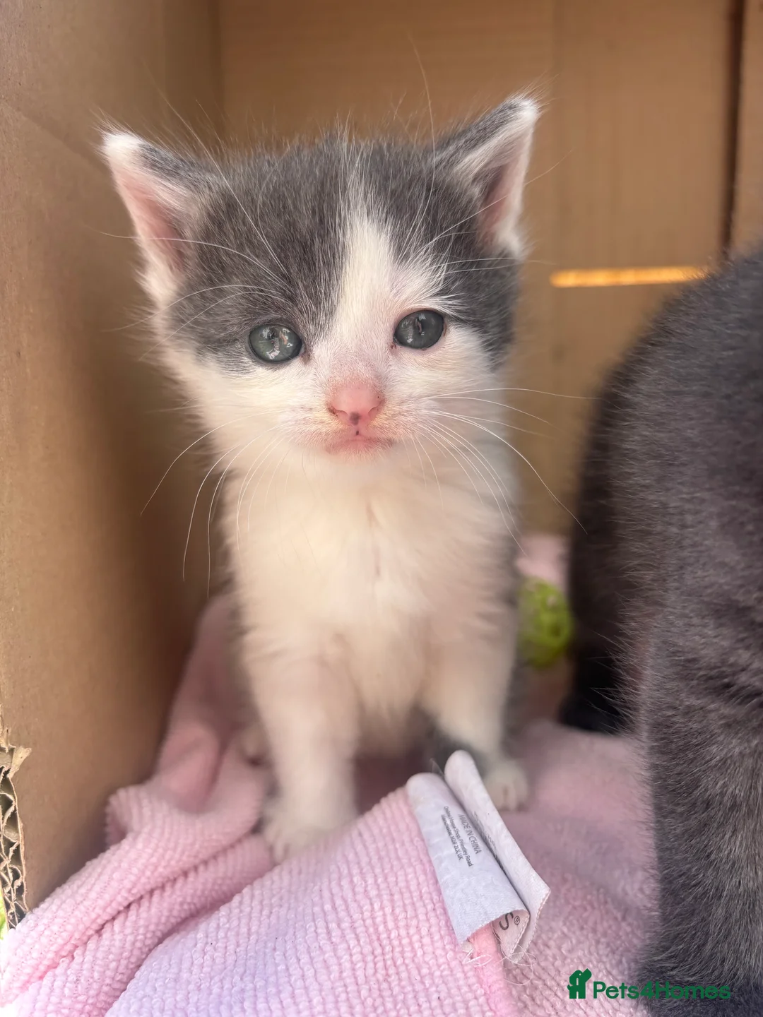 Domestic Shorthair cats for sale: 3 perfect moggys - Advert 2