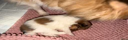Shetland Sheepdog dogs for sale: Shetland sheepdog female looking for forever home - Advert 11
