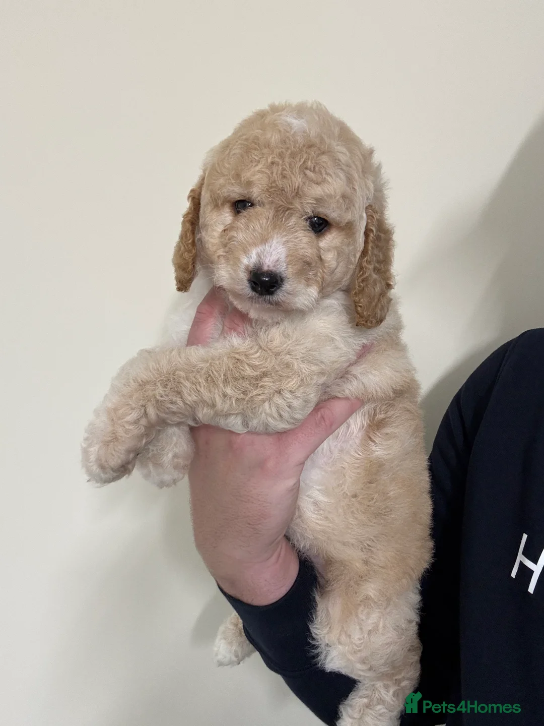 Labradoodle dogs for sale: Miniature Labradoodle puppies - Advert 29