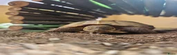 Tortoise reptiles for sale: 🐢 Horsfield Tortoise – Full Setup Included 🏡 in Manchester - Advert 2