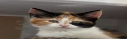 Mixed Breed cats for sale: 1/4 Maine Coon Kittens Ready for Loving Families - Advert 5