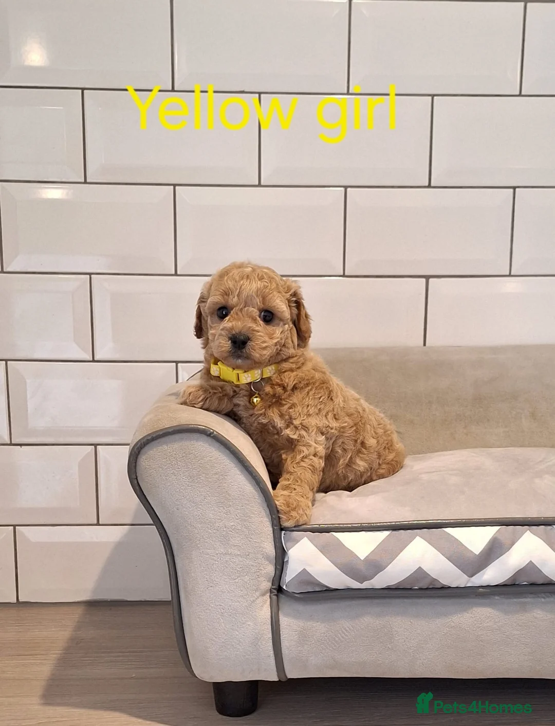 Cavachon dogs for sale: Cavapoochon puppies 🥰 - Advert 1