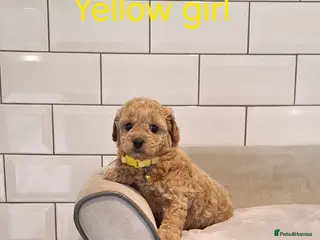 Cavachon dogs Cavapoochon puppies 🥰 - Advert 4