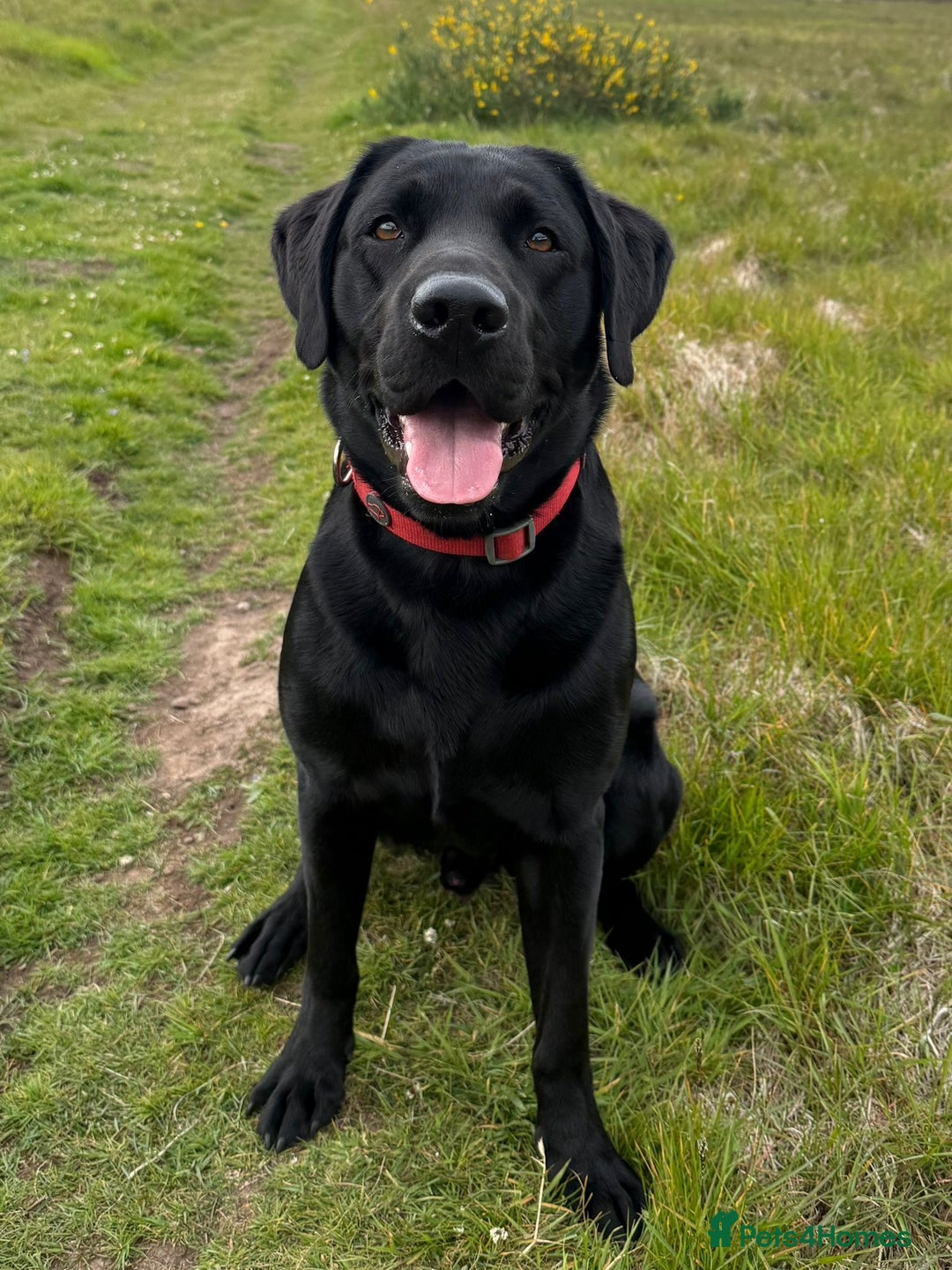 Cockerdor dogs for sale: Cockerdor/ Spanador Puppies. KC registered parents - Advert 3