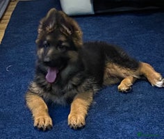 German Shepherd dogs Outstanding Vomkonstanz German Shepherd Litter - Advert 1