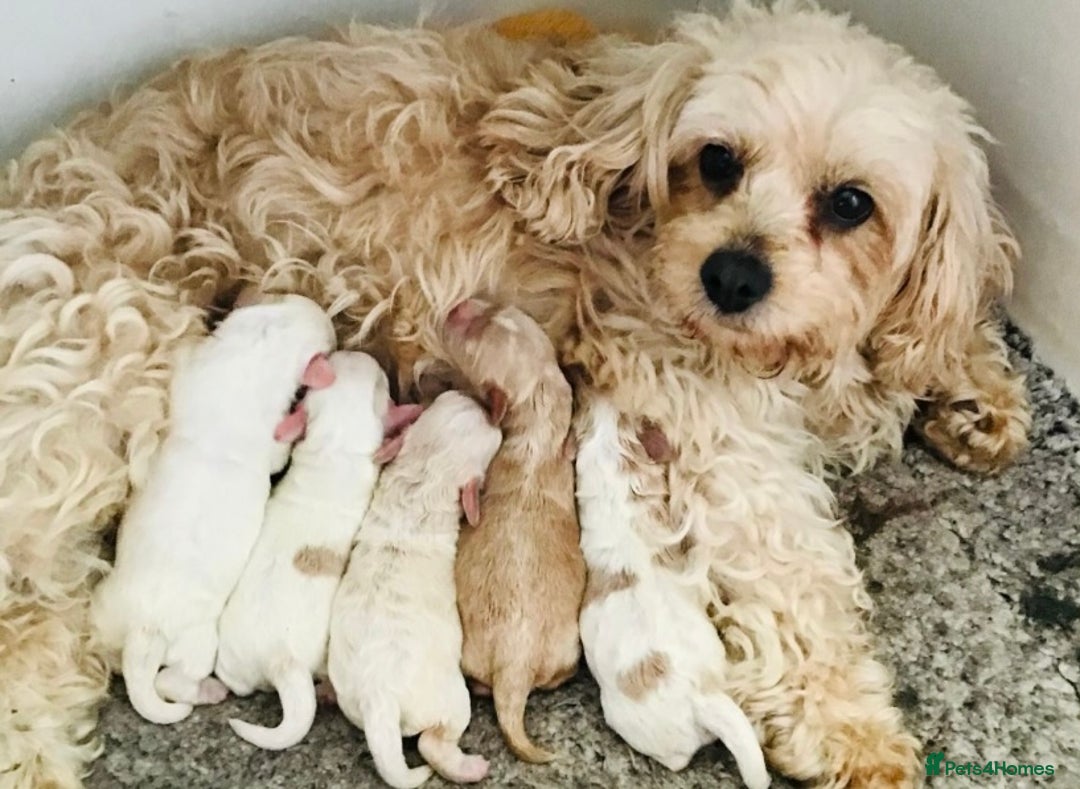 Cavapoo dogs for sale: GORGEOUS F1b TOY CAVAPOO-4 MONTHS OLD 🩷 - Image 9
