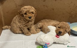 Miniature Poodle dogs for sale: Stunning Miniture Poodles - Image 15