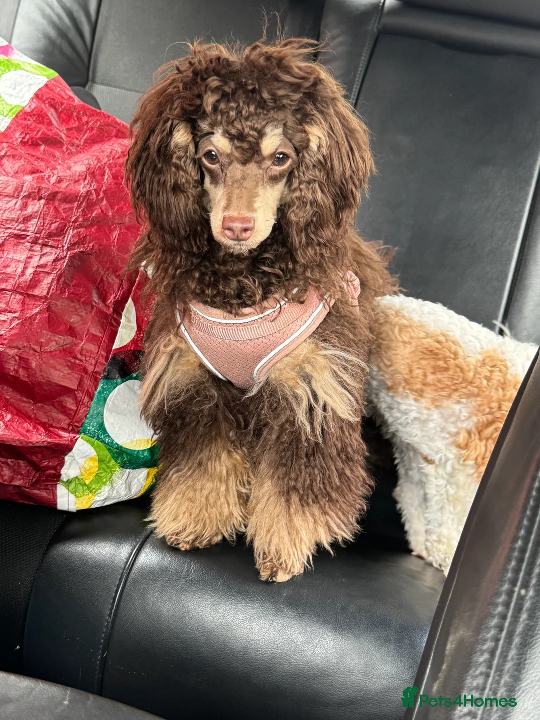 Toy Poodle dogs for sale:  Toy Poodles True To Size  - Advert 5