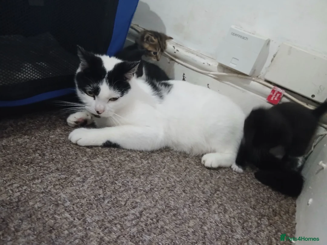 Mixed Breed cats for sale: 3 beautiful kittens  - Advert 4
