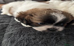Shih Tzu dogs for sale: Adorable Shih Tzu puppy - Image 4