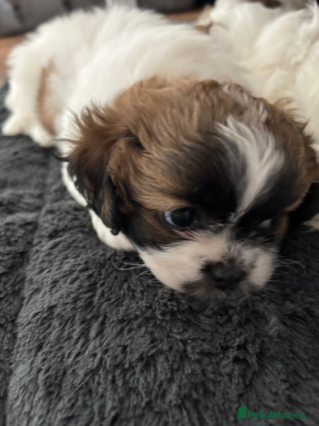 Shih Tzu dogs for sale: Adorable Shih Tzu puppy - Image 4