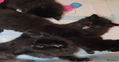 Ragdoll cats - Advert 5
