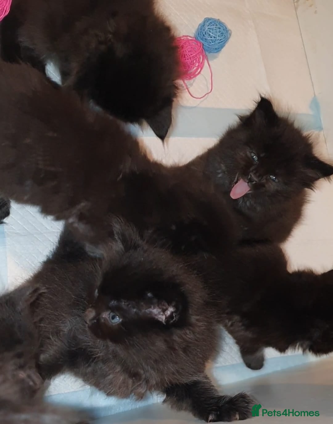 Ragdoll cats for sale: Ragdoll x maincoon - Image 3