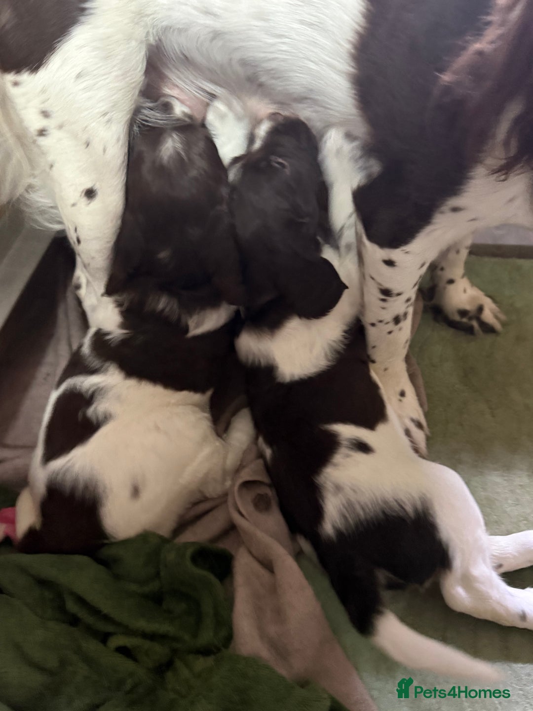 English Springer Spaniel dogs for sale: English Springer Spaniel Puppies - Advert 24