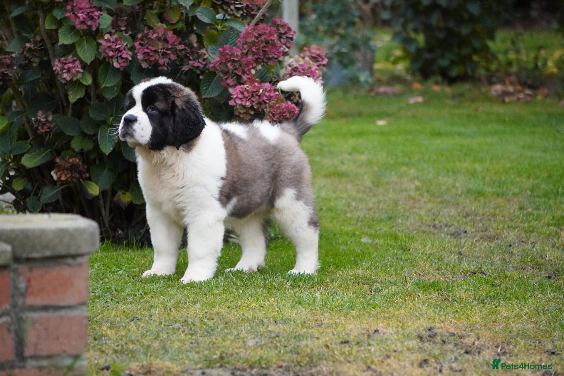 Saint Bernard dogs Outstanding St Bernard puppies ONLY ONE GIRL LEFT  - Advert 1