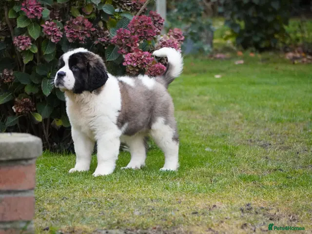 Saint Bernard dogs for sale: Outstanding St Bernard puppies ONLY ONE GIRL LEFT - Advert 1