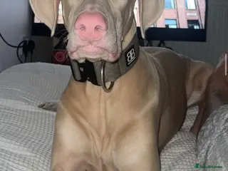 Dobermann dogs Beautiful Pink and Tan Doberman Pinscher - Advert 17