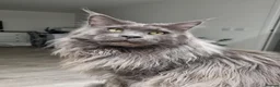 Maine Coon cats for sale: King size Purebred Maine Coon kittens  in Glasgow - Advert 24