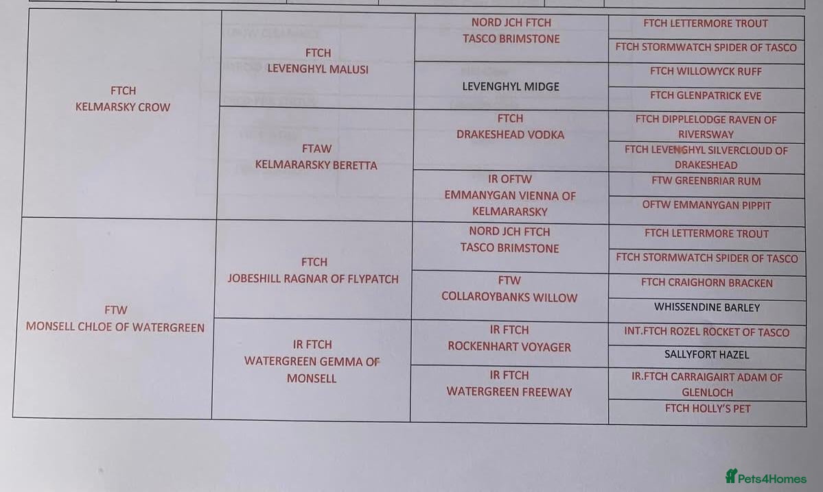 Labrador Retriever dogs Dark Foxred with Champion Working Boodline - Advert 2