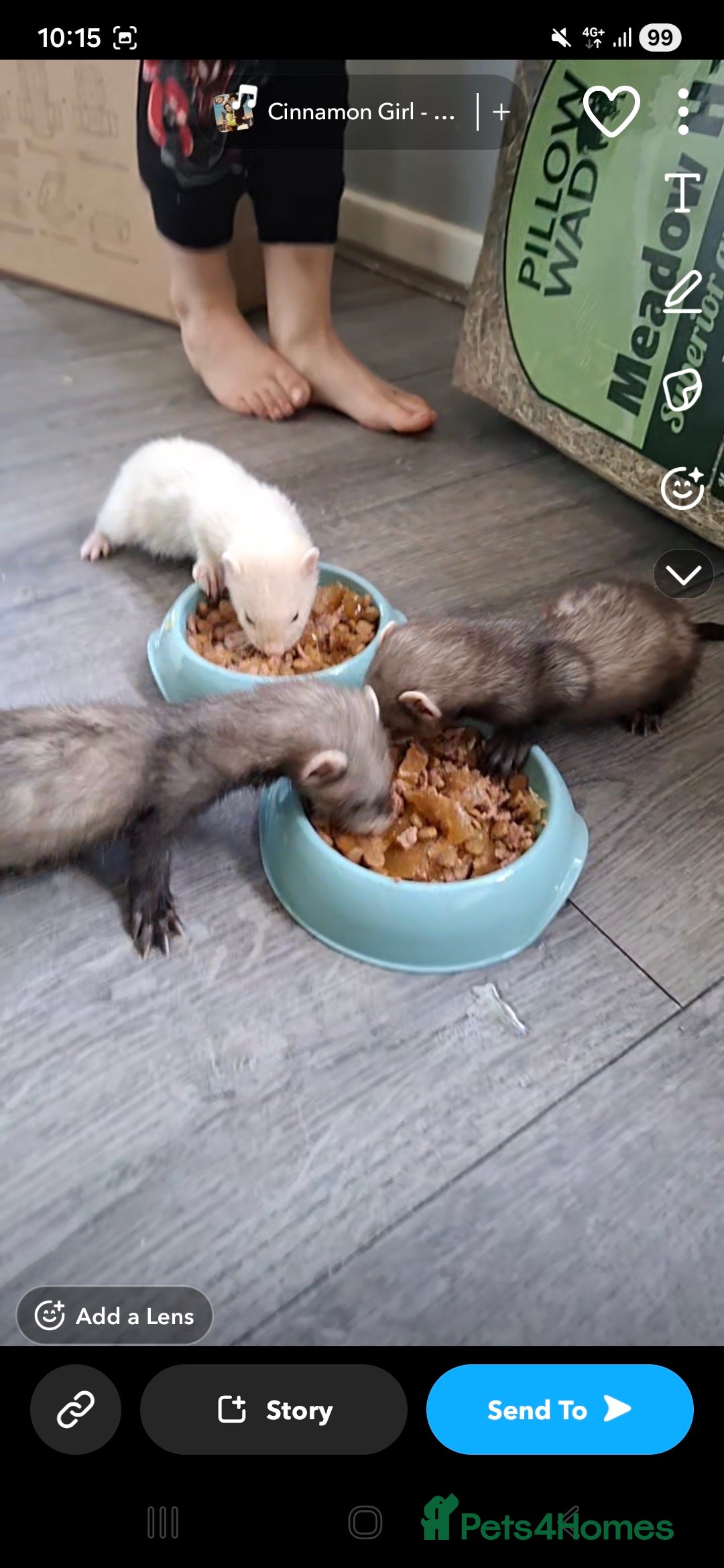 Ferret rodents for sale: 3 x male 6 month old ferrets (hob) - Image 2