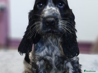 Cocker Spaniel dogs Show Cocker Spaniels KC reg. - Advert 15