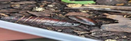 Cockroaches invertebrates for sale: Madagascar Hissing Cockroaches  in Bradford - Advert 3