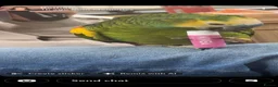 Parrots birds for sale: Amazon blue fronted parrot 7 years old  - Advert 1