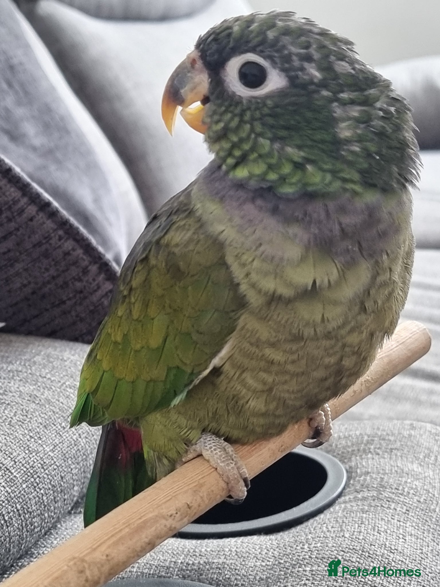 Parrots birds for sale: Maximilian pionus parrot  - Advert 5
