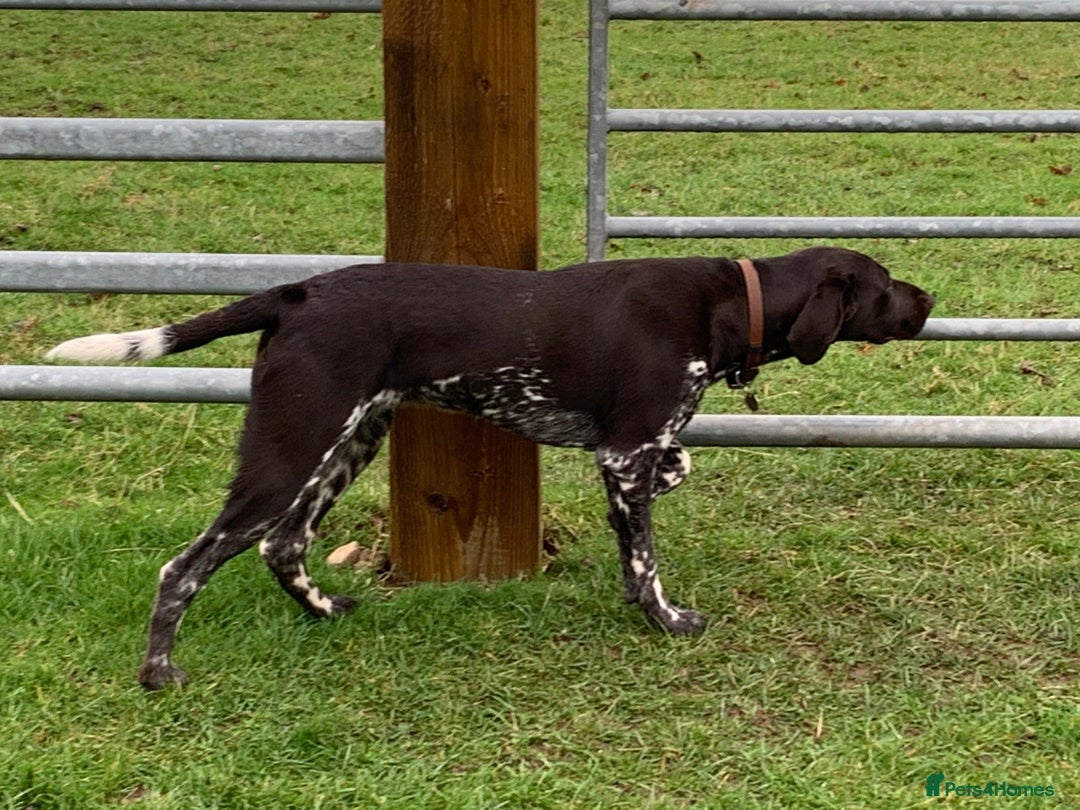 German Shorthaired Pointer dogs for sale: Litter due 21/08/2025 - Image 6
