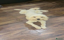 Maltese dogs for sale: Jake Maltese boy is only 4 months old in Ilford - Image 3