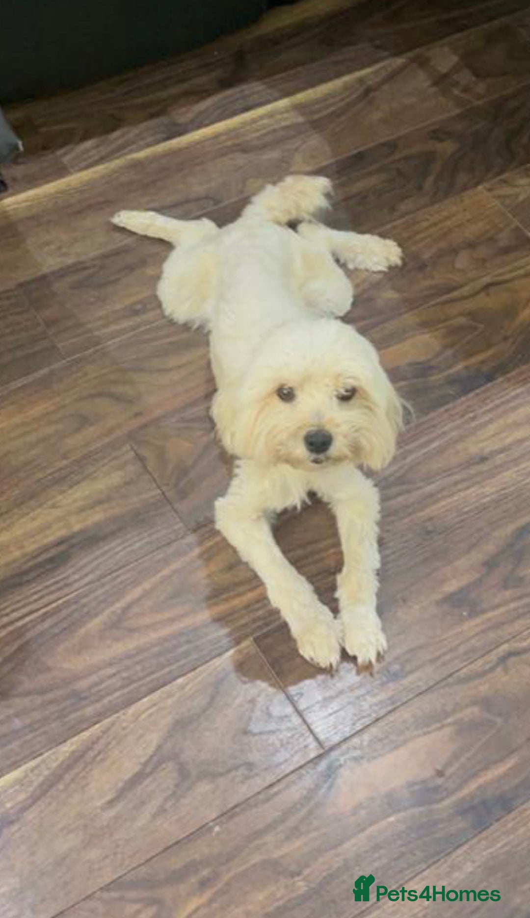 Maltese dogs for sale: Jake Maltese boy is only 4 months old in Ilford - Image 3