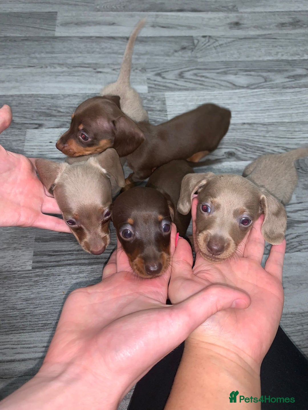 Miniature Dachshund dogs for sale: Dachshund miniature READY TO GO  - Advert 3