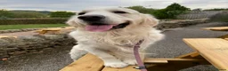 Golden Retriever dogs for sale: KC reg Golden retriever puppies 5* licence - Advert 12