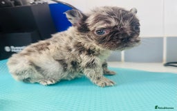 French Bulldog dogs for sale: French bulldogs - Image 30