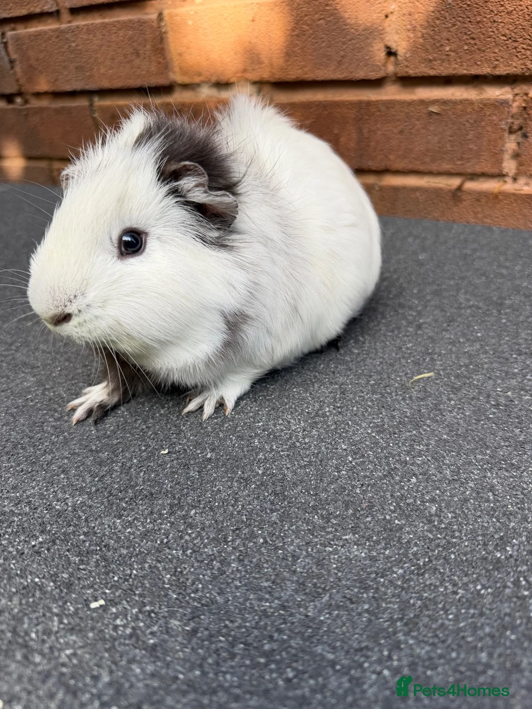 Guinea Pig rodents for sale: Stunning Tri Coloured Male Guinea Pig  - Advert 2