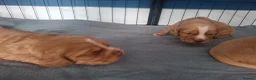 Cocker Spaniel dogs for sale: Cocker spaniel puppies - Advert 6