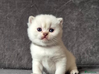 British Shorthair cats Pedigree silver colourpoint kittens - Advert 18