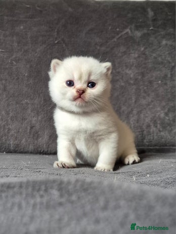 British Shorthair cats Pedigree silver colourpoint kittens - Advert 2